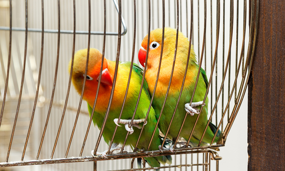 Los barrotes verticales no permitan que los pájaros puedan trepar y hacer ejercicio